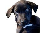 Tina Labrador Retriever Puppy Female