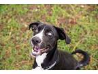 Carson Dukes Border Collie Adult Male