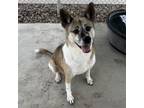 Adopt Shakita a Akita