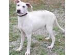 Adopt Kiva P43677 a Mixed Breed
