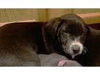 Rudy Labrador Retriever Puppy Male