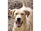 Adopt Cross Posting - Alison a Labrador Retriever