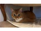 Z COURTESY LISTING: Ginger Kitten Domestic Mediumhair Adult Female