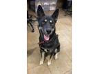 Apollo/Koda Husky Adult Male