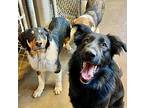 Dude Collie Puppy Male