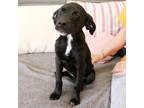 Minnie Labrador Retriever Puppy Female