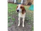 Valentina Treeing Walker Coonhound Adult Female