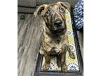 Adopt Simba a Plott Hound