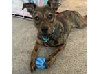 Adopt Sage a Plott Hound