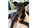 Adopt Nellie a Border Collie, Shepherd