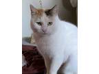 Adopt Rosie a Domestic Short Hair