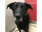 Adopt MARIO* a Flat-Coated Retriever, Mixed Breed