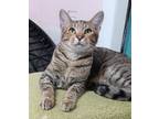 Adopt Taco a Domestic Short Hair, Tabby