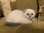 Beautiful Himalayan And Scottish Himafold Babies
