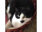 Adopt Bugsy *SPECIAL: 50% off* a Tuxedo