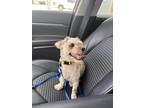 Adopt Candy Apple (Blind in Foster) a Schnauzer