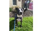 Adopt Sid a Pit Bull Terrier