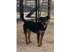 Adopt Howie a Labrador Retriever, Mixed Breed