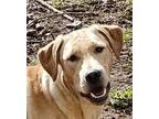 Adopt Cross Posting - Forslund a Labrador Retriever