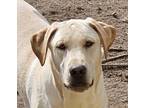 Adopt Cross Posting - Edzo a Labrador Retriever