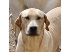 Adopt Cross Posting - Fitz a Labrador Retriever