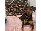 Fendi Doberman Pinscher Young Female