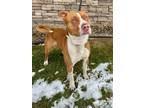 Kenny American Pit Bull Terrier Adult Male
