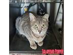 Jalapeno Popper British Shorthair Young Female