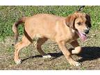 Cole 39144 Retriever (Unknown Type) Puppy Male