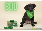 Bud Labrador Retriever Puppy Male