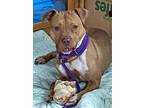 Stuffing American Pit Bull Terrier Adult Female