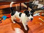 Ishtar Terrier (Unknown Type, Small) Puppy Female