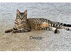 Deuce British Shorthair Young Male