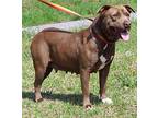 Beauty 39294 Labrador Retriever Adult Female