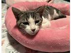 Hickory Domestic Shorthair Kitten Female
