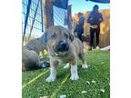 Kodiak Alaska Husky Puppy Female