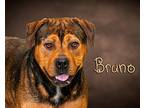 Bruno Rottweiler Adult Male