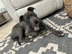 Star Puppy Female
