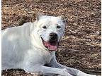 ACHILLIES American Staffordshire Terrier Senior Male