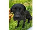 Hank Labrador Retriever Adult Male
