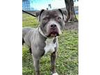 Porter American Pit Bull Terrier Adult Male