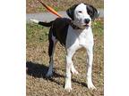 Hyde 38992 Labrador Retriever Young Female
