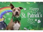 Aries American Pit Bull Terrier Adult Male