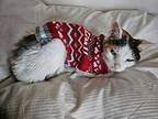 Cece Domestic Shorthair Senior Female