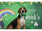 Hank Hound (Unknown Type) Adult Male