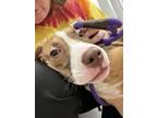 Fergie - in Foster American Pit Bull Terrier Young Female