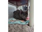 Willow Domestic Shorthair Senior Female