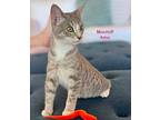 Mochi Domestic Shorthair Kitten Female
