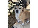 Peeks Jack Russell Terrier Senior Female