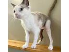 O’MALLEY Snowshoe Adult Male
